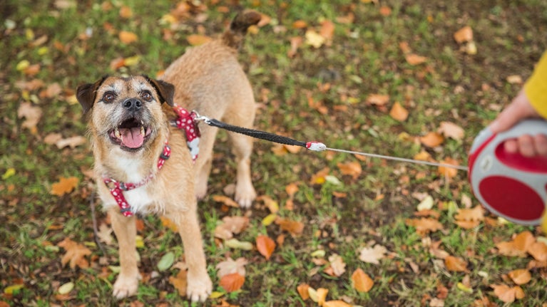 A small dog on a lead enjoys a walk around Lyveden's grounds.